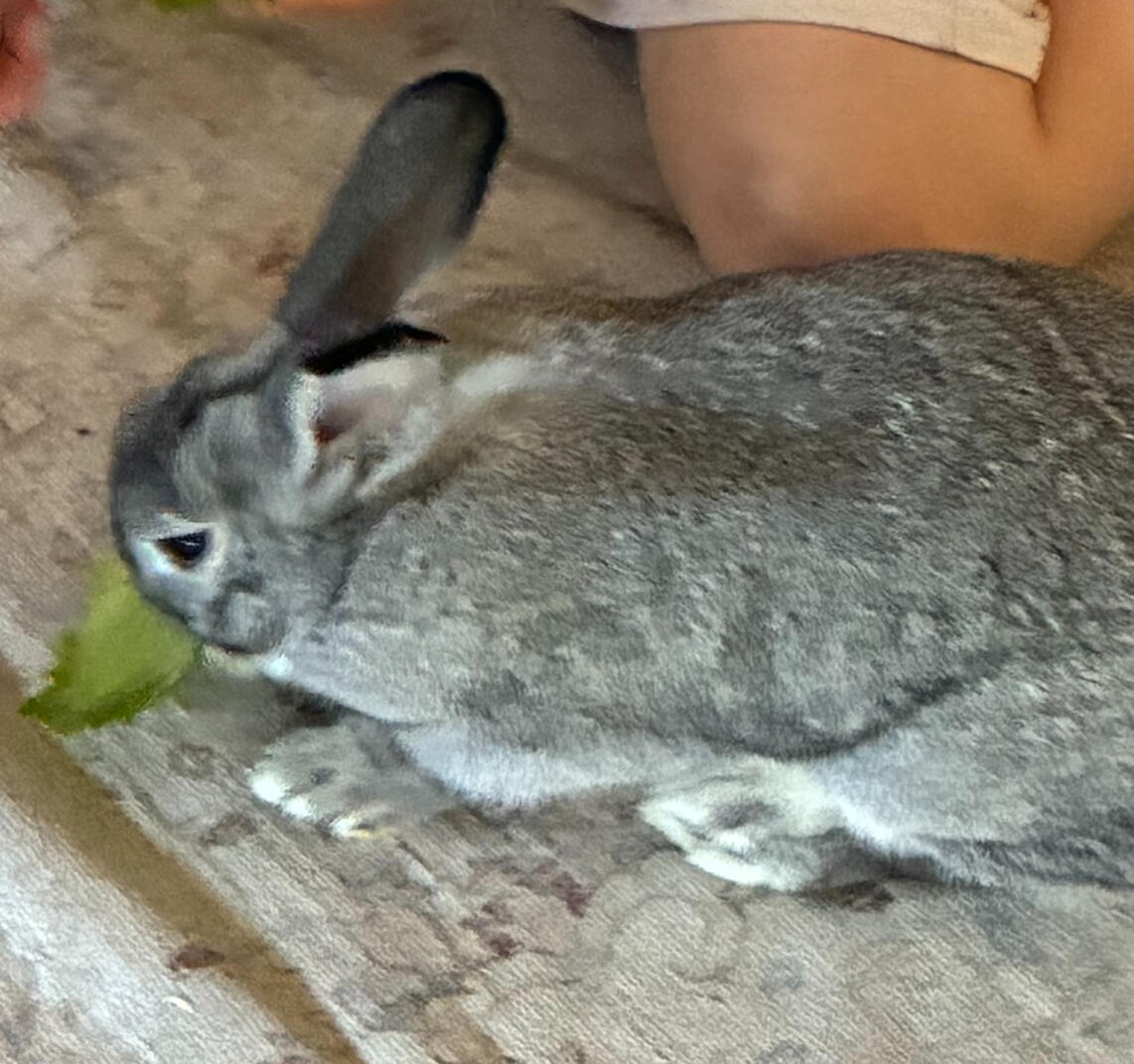 Buddy Eating Lettuce Buddy Eating Lettuce