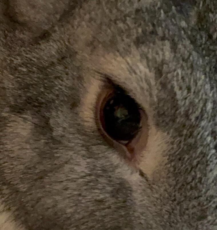 Buddy's Eye Close Up Buddy's Eye Close Up