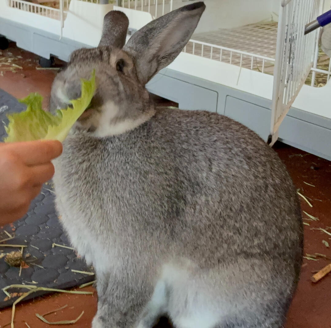 Andrew Feeding Indy Lettuce Andrew Feeding Indy Lettuce